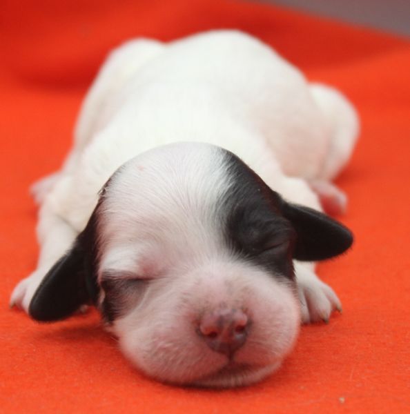 de Roc Mignon - Chiots disponibles - Setter Anglais