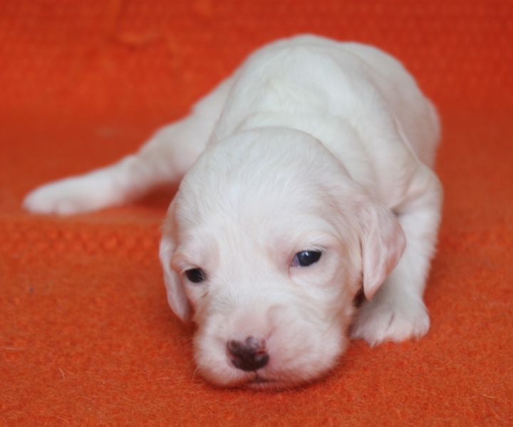 de Roc Mignon - Chiots disponibles - Setter Anglais