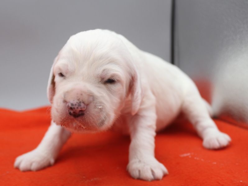 de Roc Mignon - Chiots disponibles - Setter Anglais