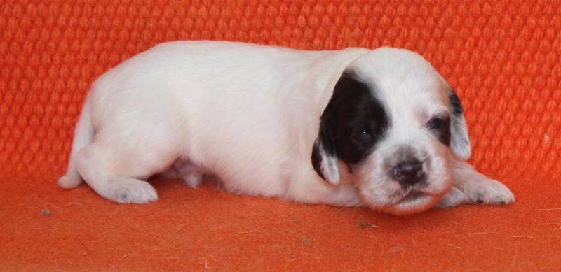 de Roc Mignon - Chiots disponibles - Setter Anglais