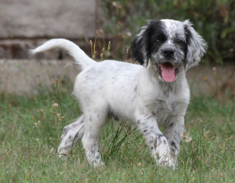 de Roc Mignon - Chiots disponibles - Setter Anglais