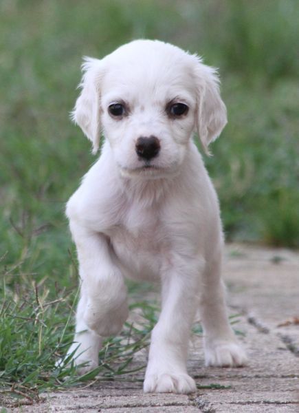 de Roc Mignon - Chiots disponibles - Setter Anglais