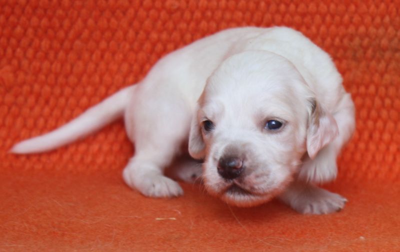 de Roc Mignon - Chiots disponibles - Setter Anglais