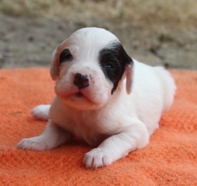 de Roc Mignon - Chiots disponibles - Setter Anglais