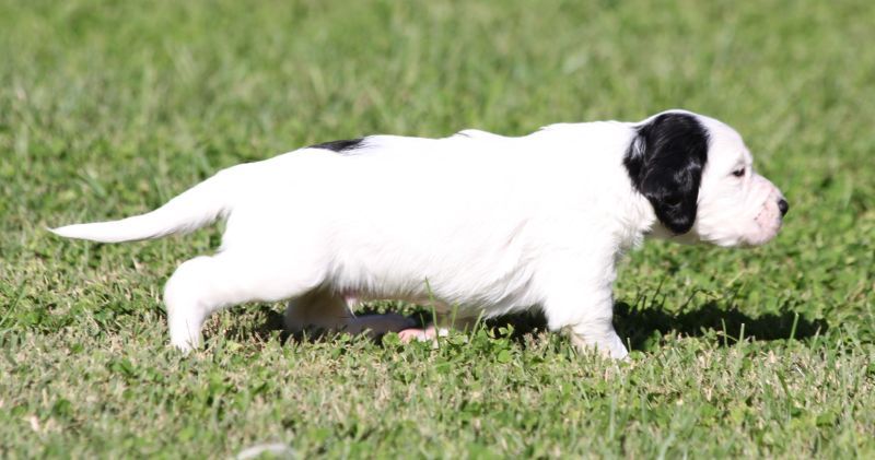 de Roc Mignon - Chiots disponibles - Setter Anglais