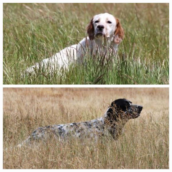 Chiot Setter Anglais de Roc Mignon