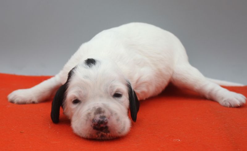 de Roc Mignon - Chiots disponibles - Setter Anglais
