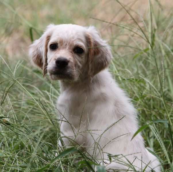 de Roc Mignon - Chiots disponibles - Setter Anglais