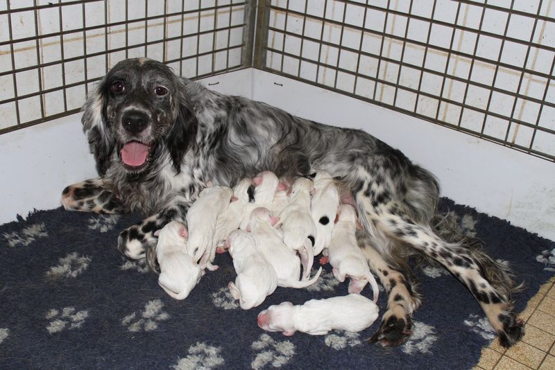 Chiot Setter Anglais de Roc Mignon