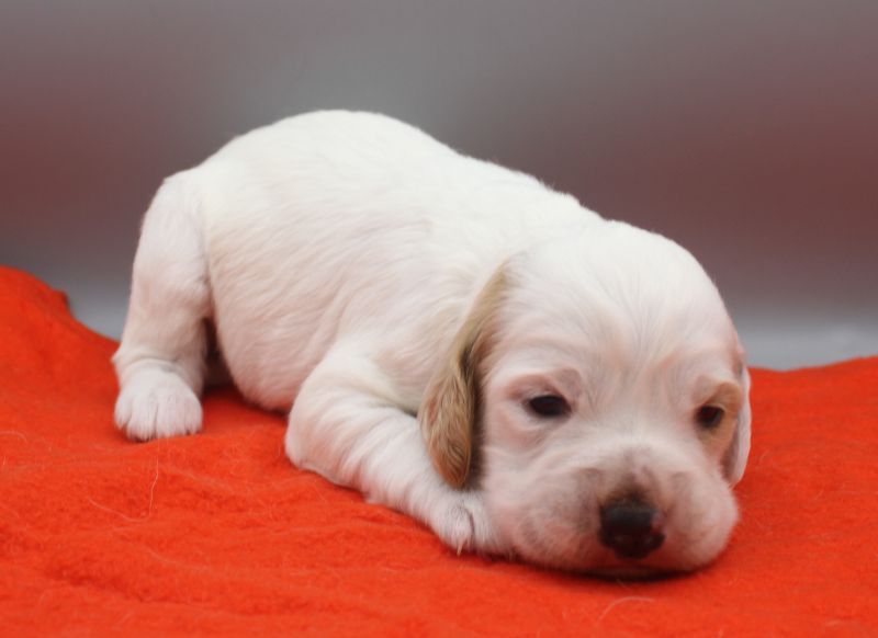 de Roc Mignon - Chiots disponibles - Setter Anglais