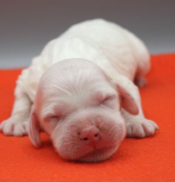 de Roc Mignon - Chiots disponibles - Setter Anglais