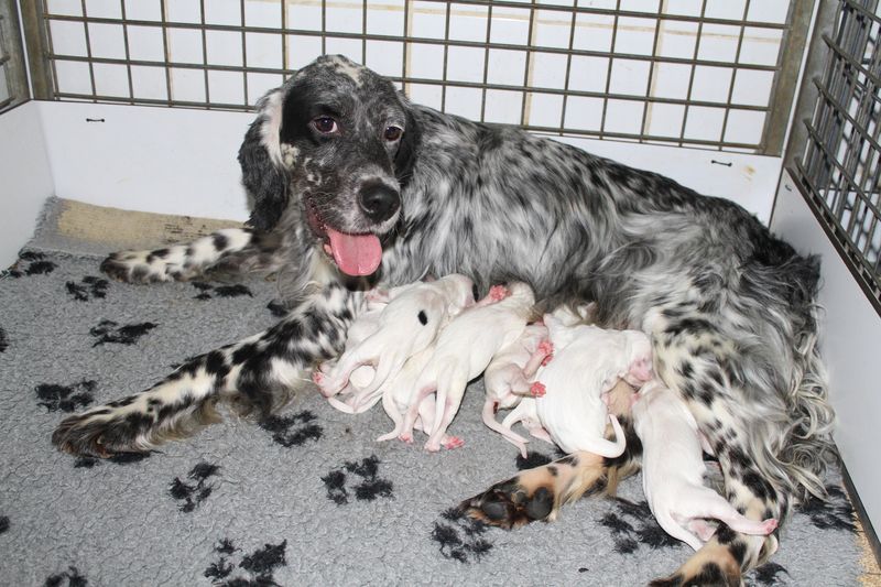 Chiot Setter Anglais de Roc Mignon