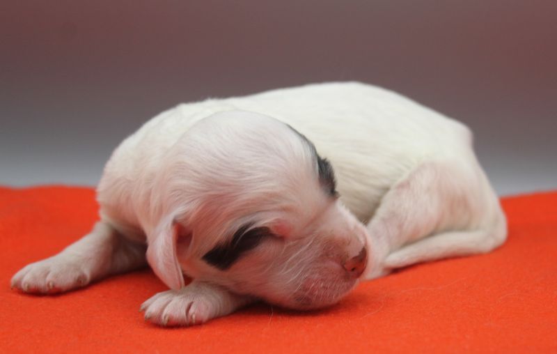 de Roc Mignon - Chiots disponibles - Setter Anglais