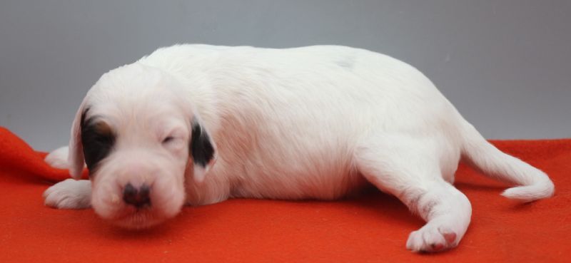 de Roc Mignon - Chiots disponibles - Setter Anglais