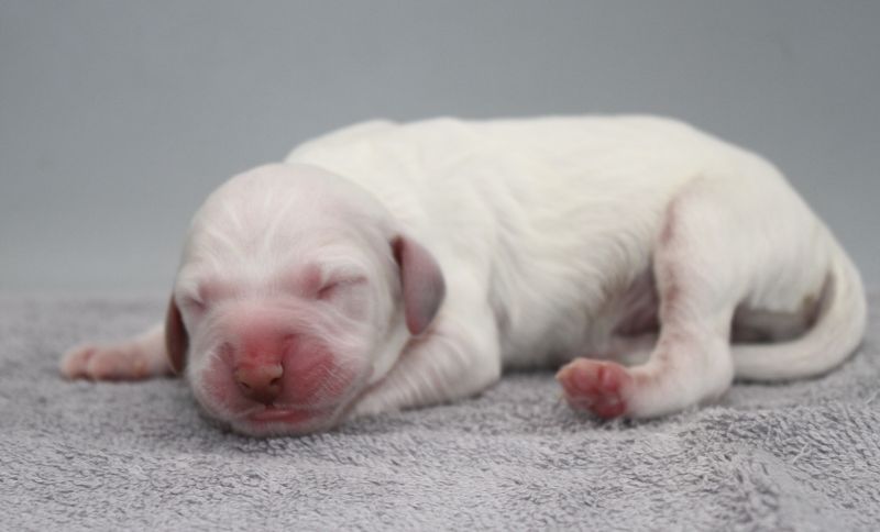 de Roc Mignon - Chiots disponibles - Setter Anglais