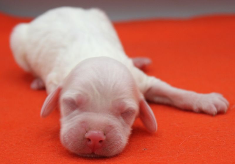 de Roc Mignon - Chiots disponibles - Setter Anglais