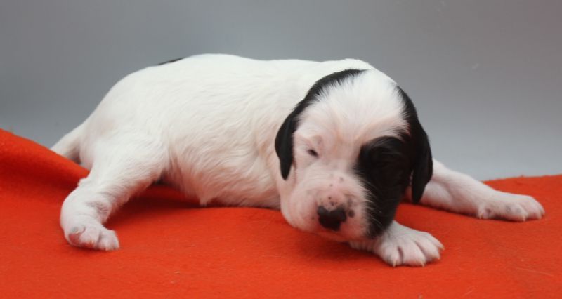 de Roc Mignon - Chiots disponibles - Setter Anglais