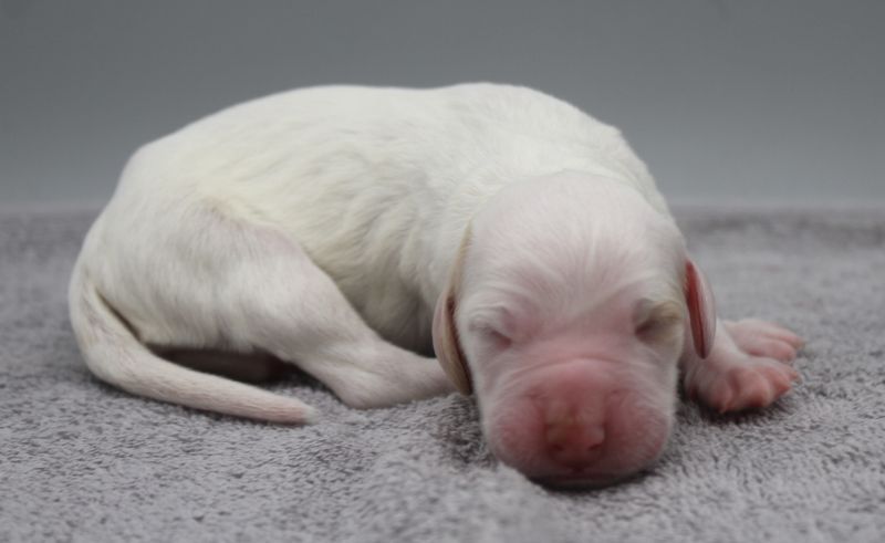 de Roc Mignon - Chiots disponibles - Setter Anglais