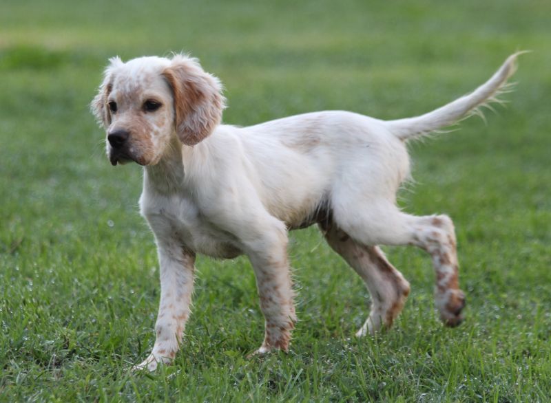 de Roc Mignon - Chiots disponibles - Setter Anglais
