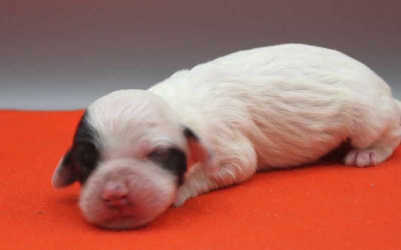 de Roc Mignon - Chiots disponibles - Setter Anglais